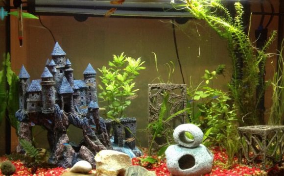 Best Aquarium Setup for Betta