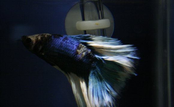 Betta Fish Quarantine Tank