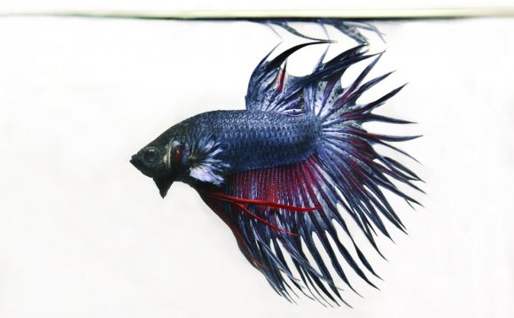 Betta Care Sheet — Pet Pacific