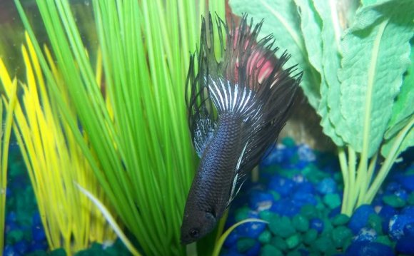 Here is the betta I have