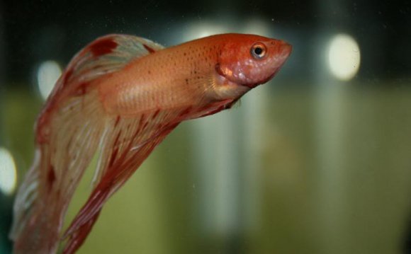 Betta Disease and Treatment