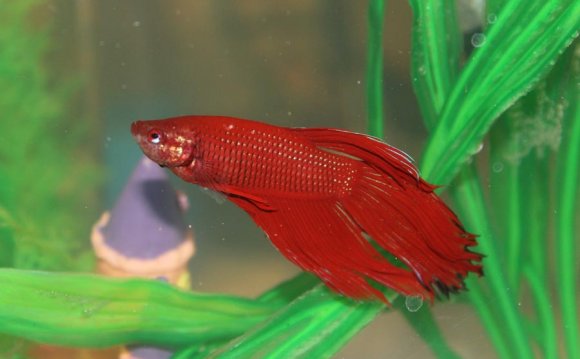 Betta Fish and Aquarium Salt