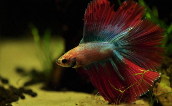 Betta Fish Aquarium Care