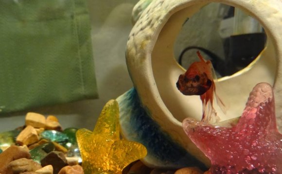 Betta Fish Awareness Day: