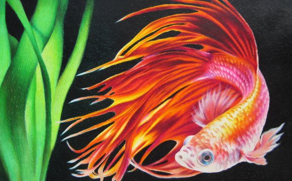 Betta fish by lanadi