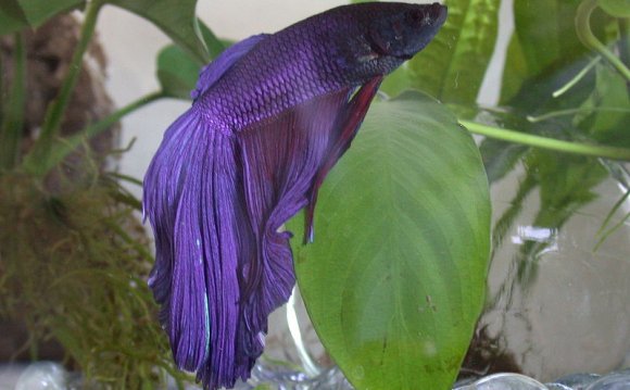 Betta Fish Pictures