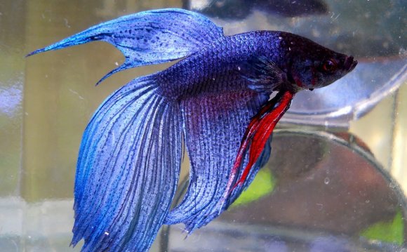 Betta Fish Research