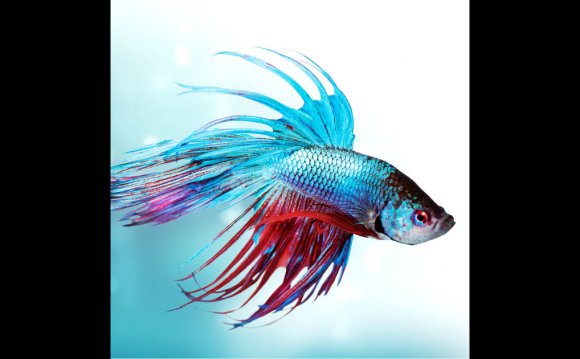 Betta Fish Care - Tips For