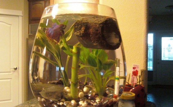 Betta Fish, Cloudy water