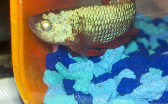 Eyes cambodian betta fish