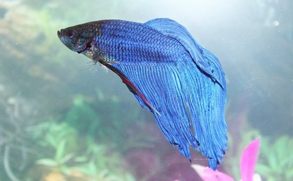 Betta Fish Diseases