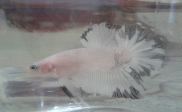 Black and white betta 2