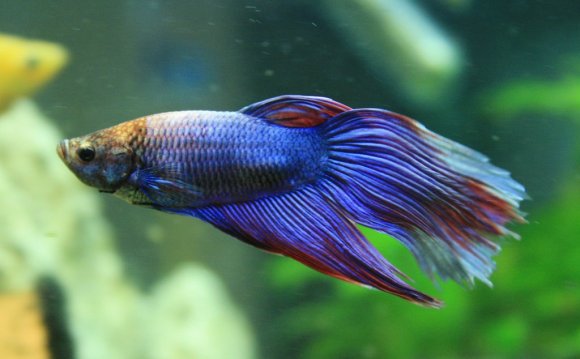 Betta Fish Facts | POPSUGAR