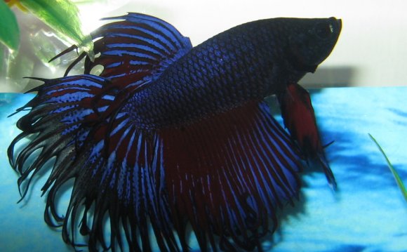 Our fancy Betta