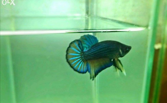 For Sale: SHOW QUALITY BETTA