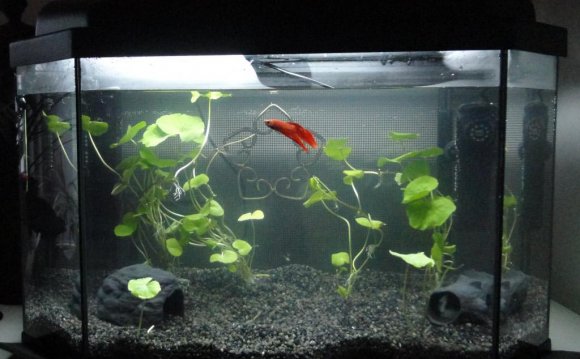 Betta Fish in Aquarium