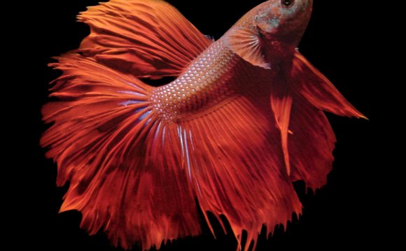 Betta splendens Betta