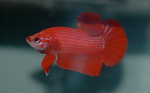 Female Betta Fish