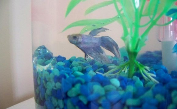 Some of my old betta fish. RIP