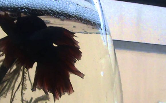 BETTA FISH MATTING AND CARING