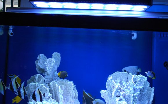 Pin China 600w Cool Led Fish