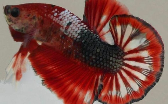 Betta Fish Of Type Plakat