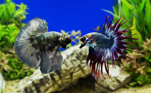 Betta Fish - Pisces Reef Fish