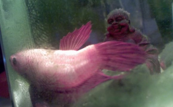 Betta fish problem - swim