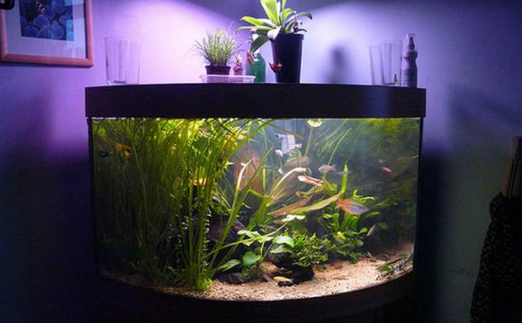 Image of: fish tank design