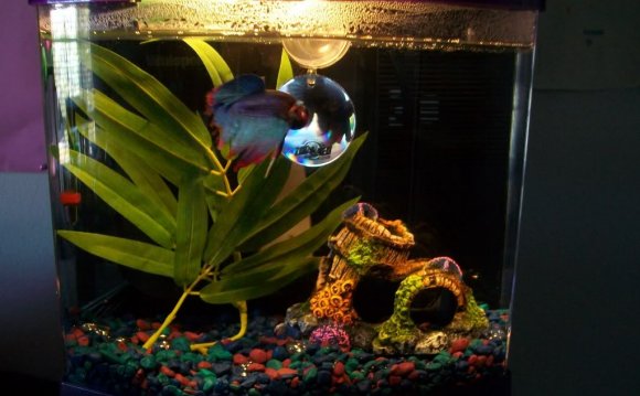 Betta fish tank mates 3 gallon