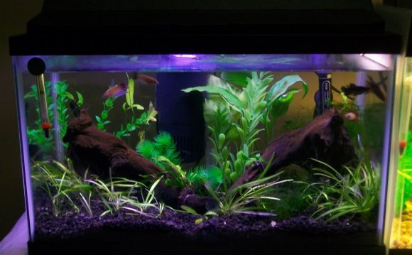 Betta fish tank, Plants