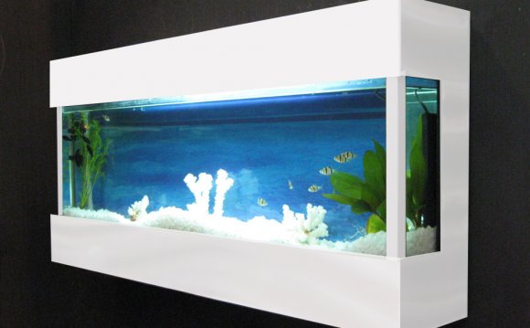 Betta Fish Tanks on Wall Fish