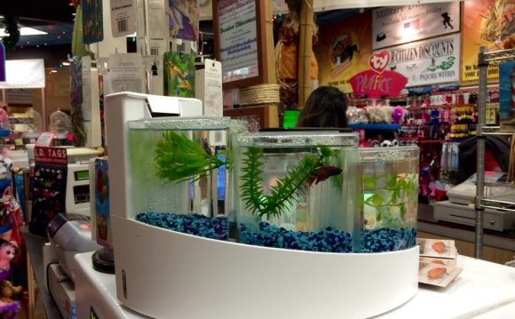 Betta Fish Tanks Petsmart