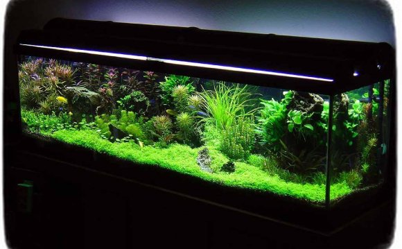 Betta Fish Tanks With Live