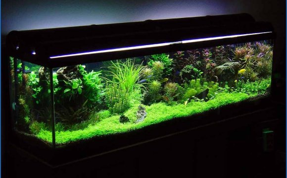 Betta Fish Tanks With Live