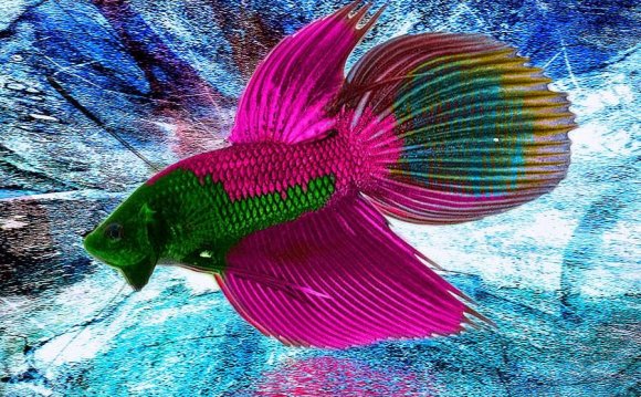 Betta Fish wallpapers