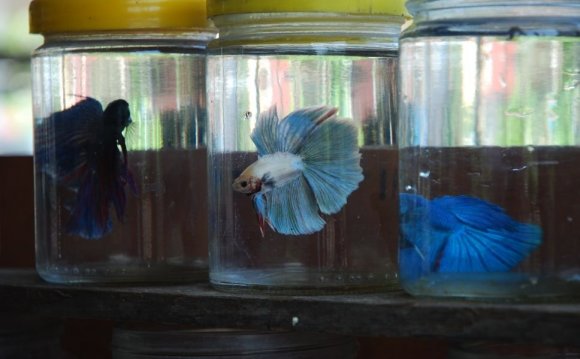 Betta Fish With Other Fish