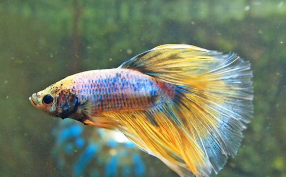 Of a healthy betta fish