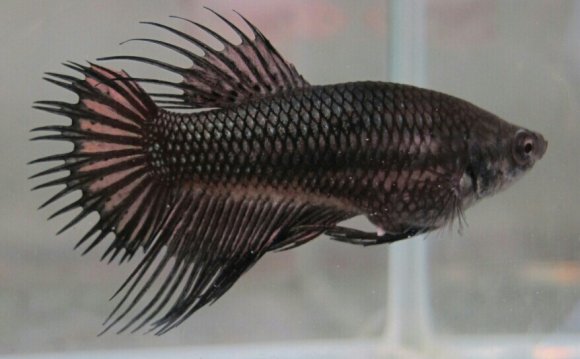 Betta on Pinterest