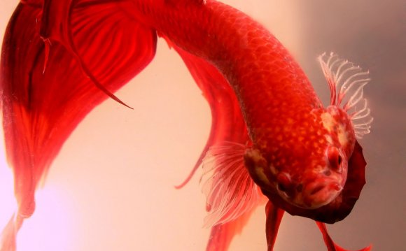 Betta Siamese Fighting Fish