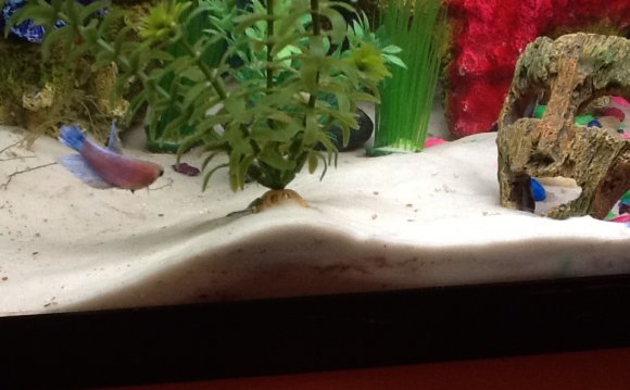 4 veiltail female bettas