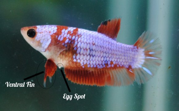 Betta Splendens Part 1 (How to