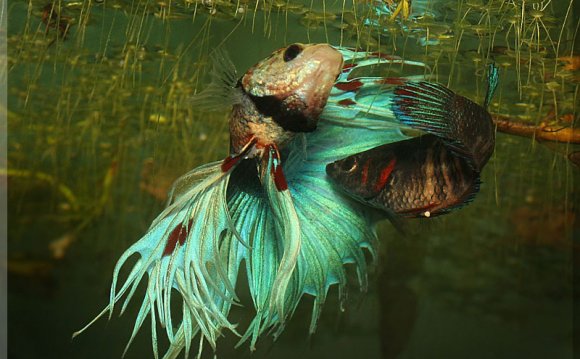 Betta-Splendens-Courtship