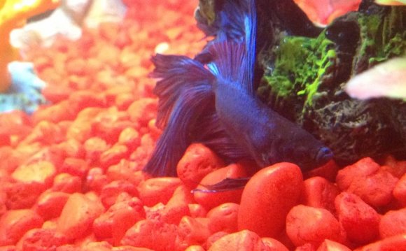 Betta is swimming sideways and