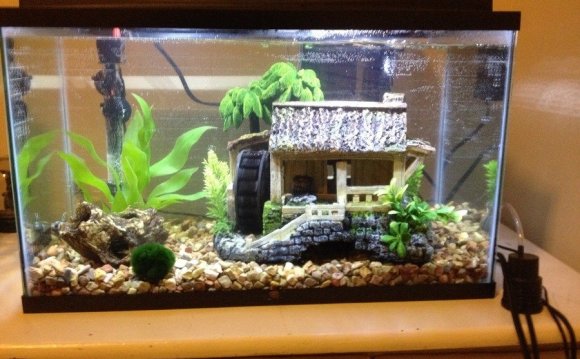 10 gallon tank with male betta