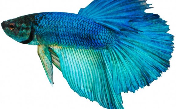 Betta-DSC-0251