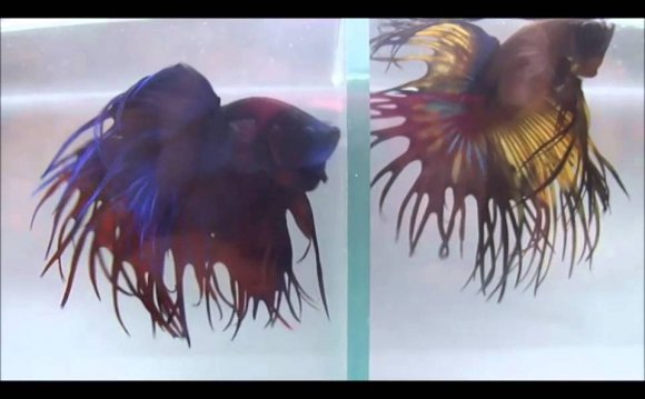 Bettas importados