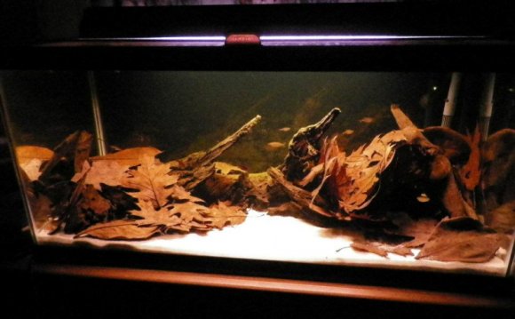 Black Water Aquarium Advice