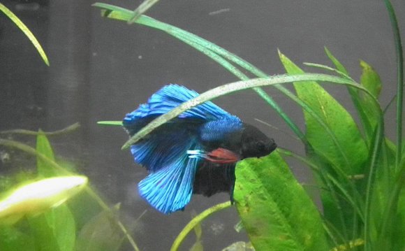 Double-tailed male Betta