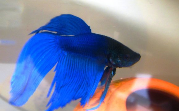 Blue Betta 7 by Fishybobo